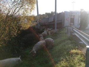 Transporte porcino
