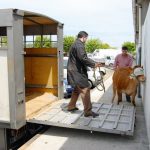 Ferias ganado Galicia