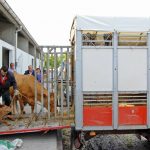 Ferias ganado Galicia