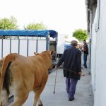 Ferias ganado Galicia
