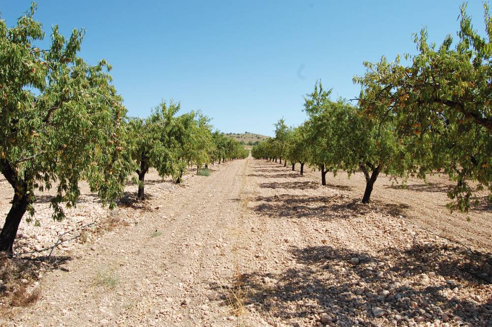 Almendra Avia Tobarra