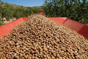 Almendra Avia Tobarra