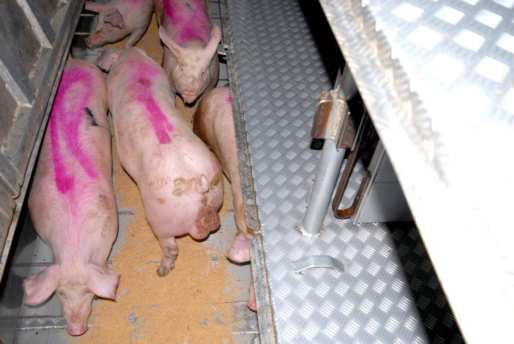 Logistic Porc