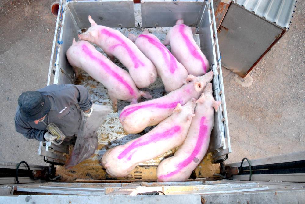 Logistic Porc