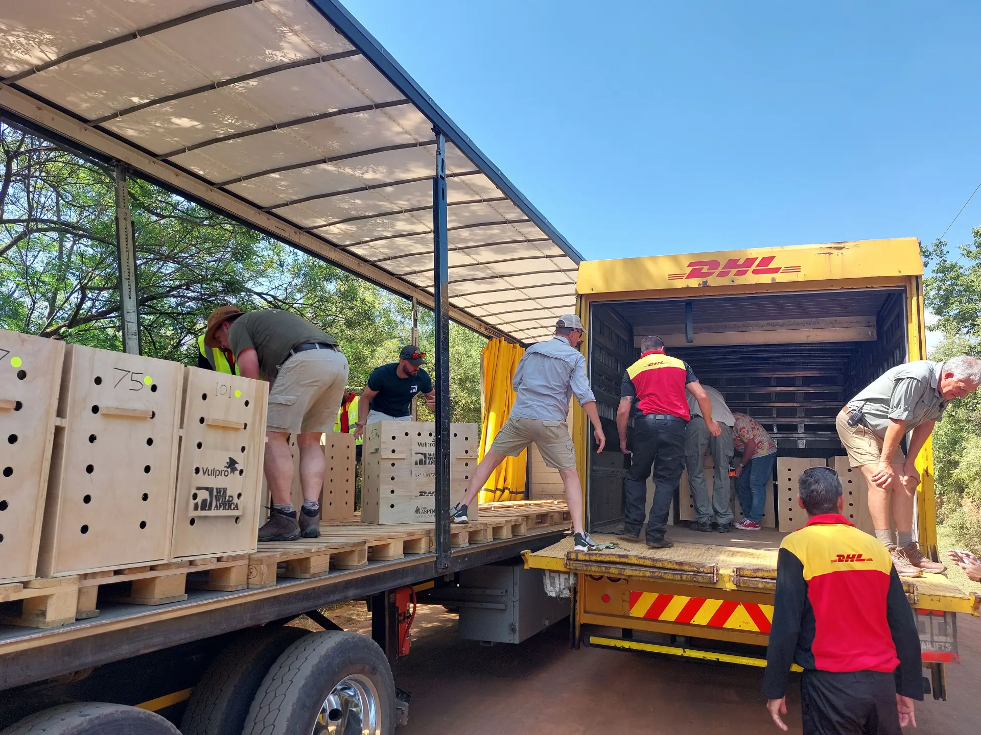 En un día soleado de 2024, la gente está ocupada cargando cajas de madera en un camión de DHL, garantizando entregas sin problemas para sus clientes.