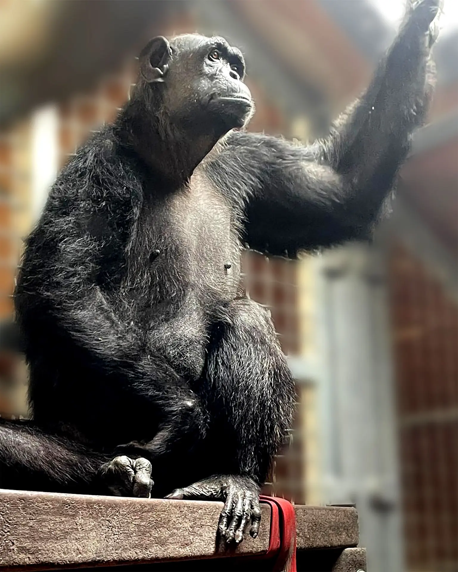 Un chimpancé se sienta en una plataforma de madera en su recinto interior, estirando los brazos hacia arriba como si estuviera esperando una entrega de DHL en 2024.