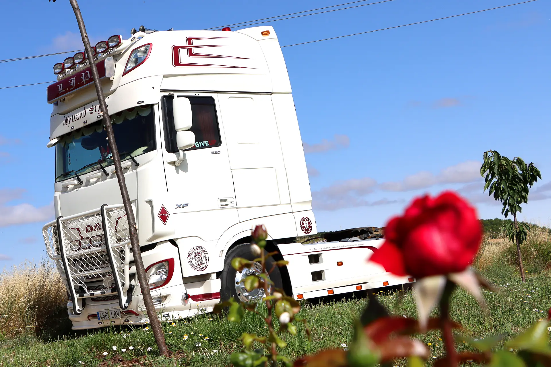 Un camión semirremolque DAF tuneado blanco estacionado sobre el césped con una rosa roja en primer plano bajo un cielo azul, mostrando el estilo clásico holandés.