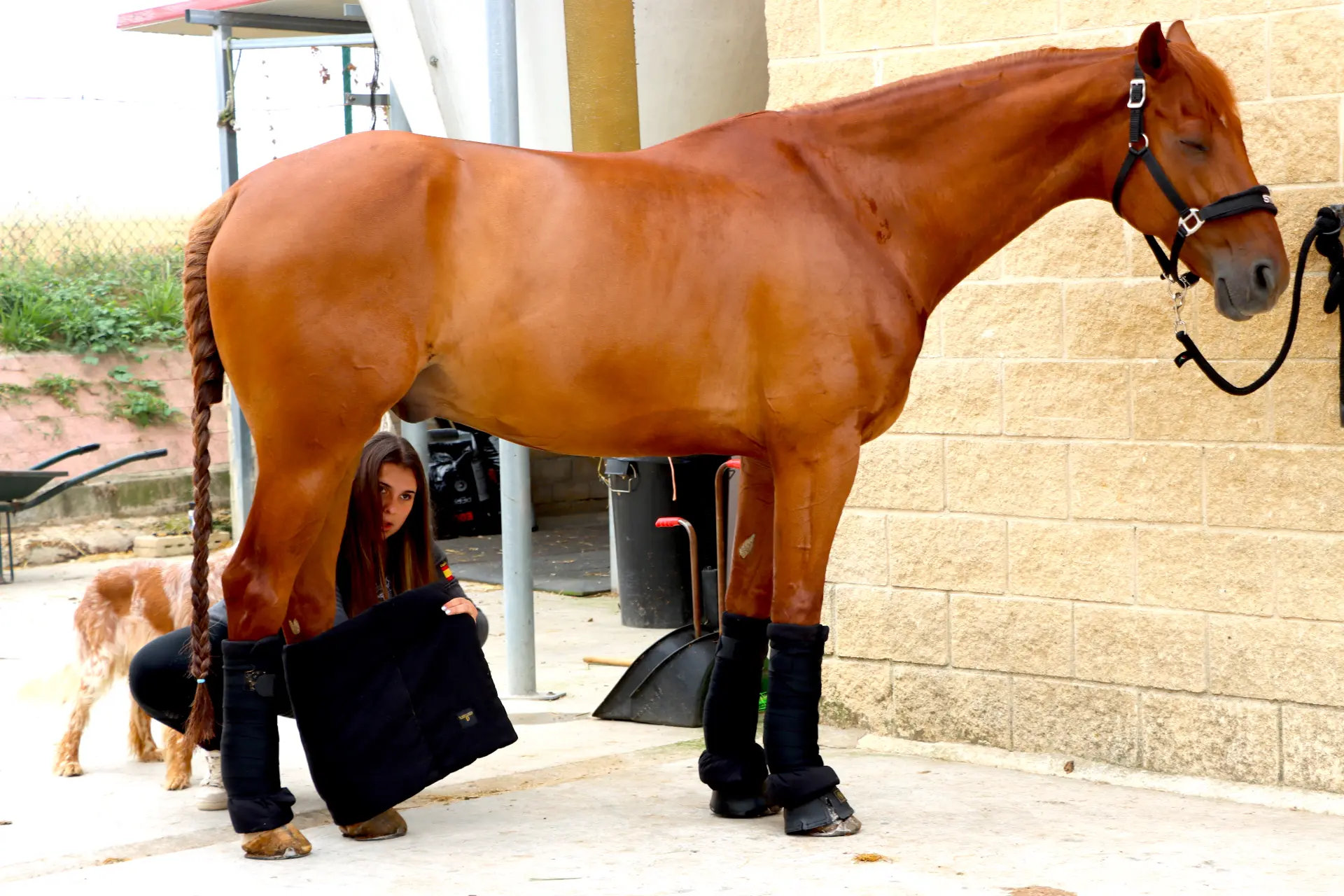 Una mujer se agacha debajo de un caballo marrón, colocándole el equipo de protección en las patas con un perro cerca, mientras utiliza un borrador automático para asegurarse de que el equipo está seguro y cómodo.