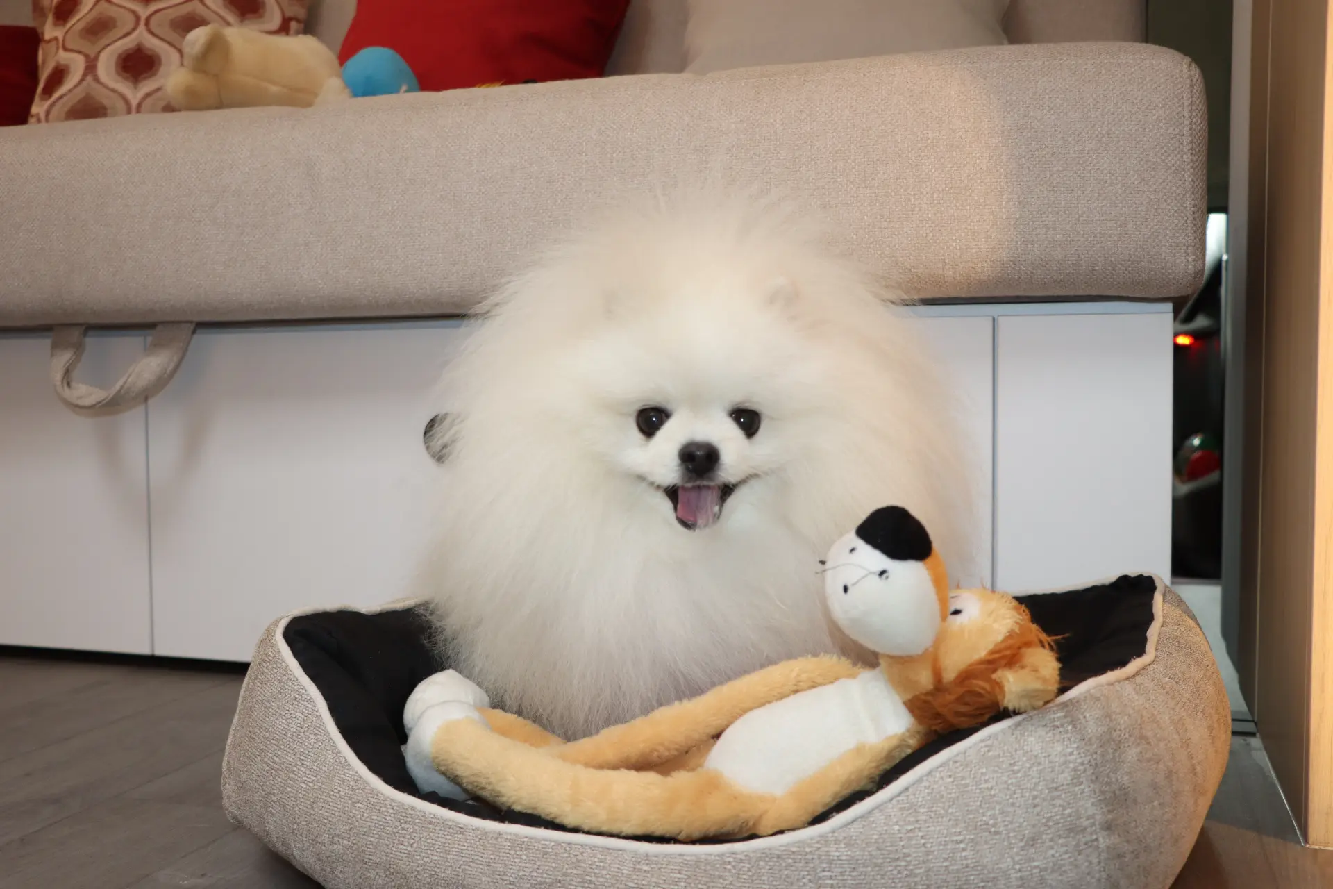 Esponjoso pomerania blanco sentado en una cama junto a un peluche, con un sofá y un borrador automático visibles al fondo.